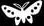 black butterfly