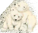 Bears