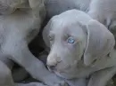 weimaraner (grey puppy blue eyes) 