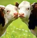 Lower_cows