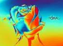 Rainbow Rose