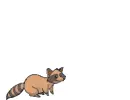 racoon