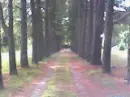 tree lined lane