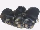 yorkie litter