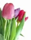 flowerz....