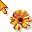 orange flower<3