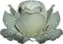 White Rose