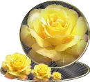 Yellow Roses
