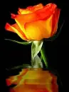 Orange Rose