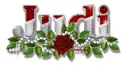 Judi red rose