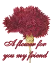 a flower for you my friend