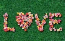Love Flowers