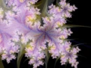 FLOWER BG