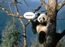 jeanine panda