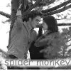 spider monkey