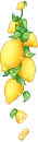 lemon tree