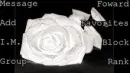 blackrose