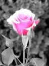 Pink rose