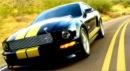 Shelby & Stripes