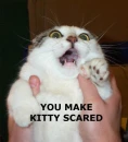 cat
