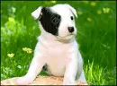 puppy luv