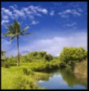 tropical view : palm tree