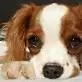 Cute Dog Avvy