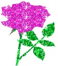 rosa