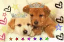 cute dogz