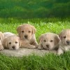 puppys so cute