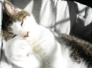 Peaceful  Cat