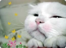 WHite kitty*.*