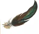 feather
