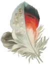 feather