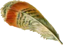 feather