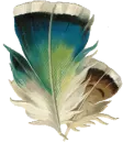 feather