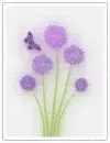 dasies