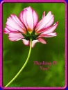 Thinking Of You