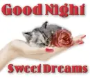 good night