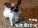 How Humiliating