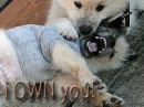 i OWN you! Puppy attacks puppy in play.