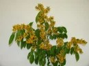 padauk1
