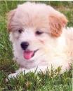 puppys