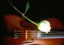 Music of the Rose
