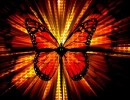 Butterfly Heart
