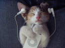 puss ipod