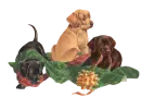 Playful Dogs