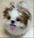 cute pet