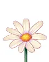 daisy loves me loves me not