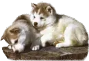 Dogs in basket